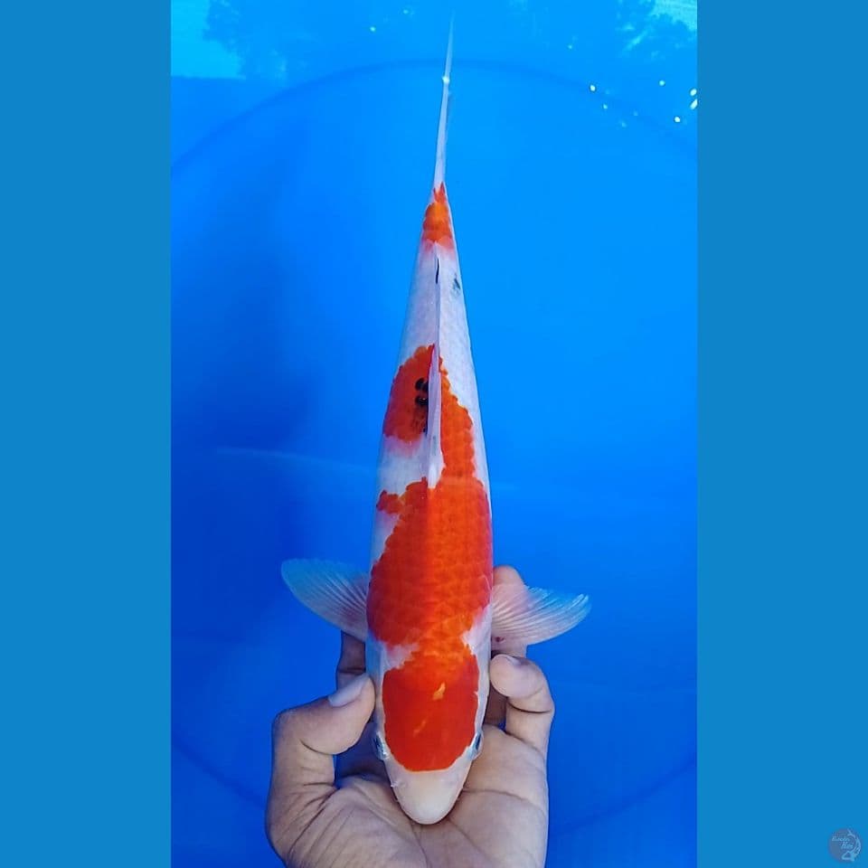 sanke size: 29cm.m