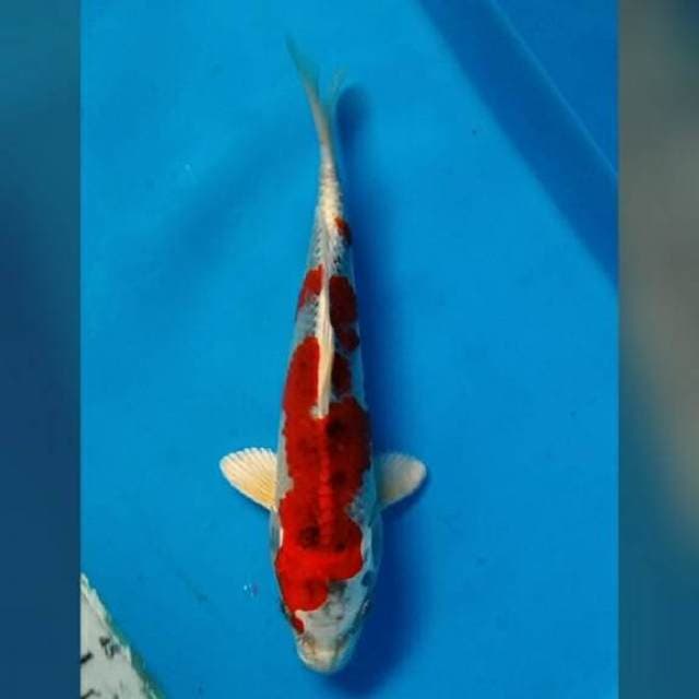 Kojaku 20cm