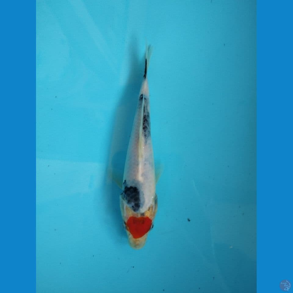 tc showa 18cm