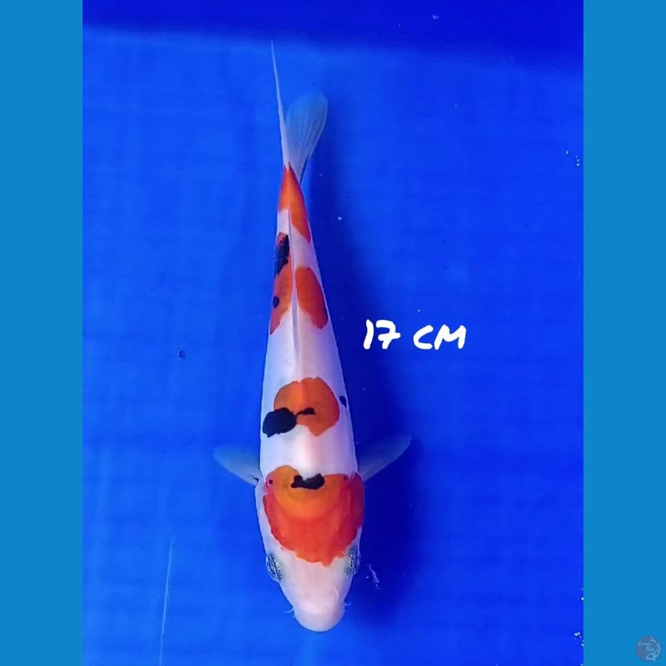 17cm SANKE DOIT ORI HQ