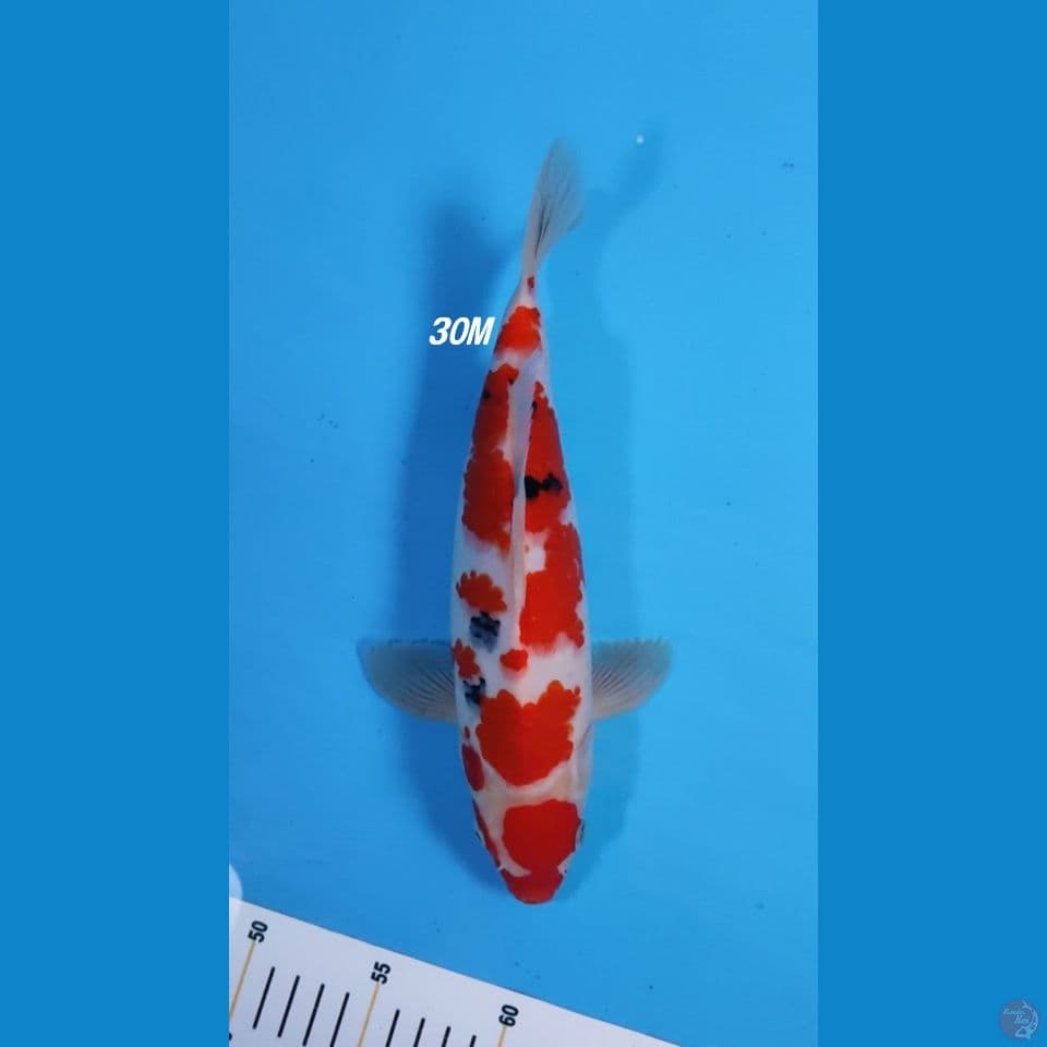 30cm SANKE ORI 