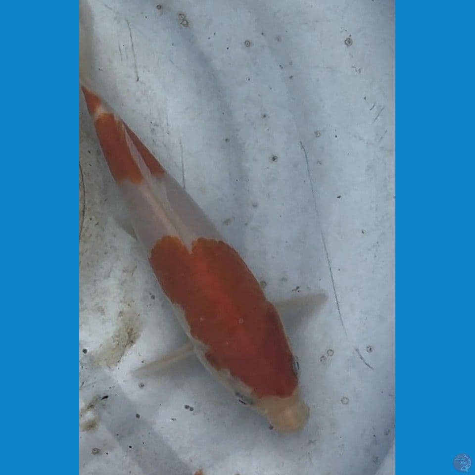 kohaku mulia 15bu