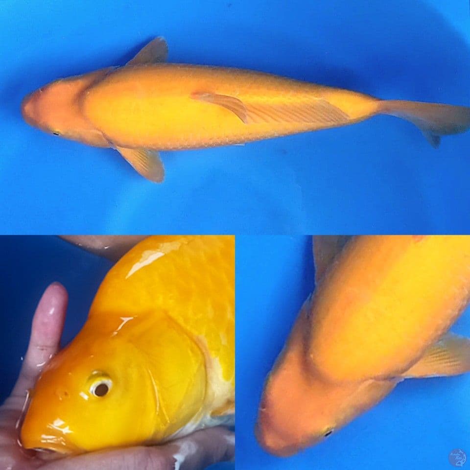 Karashi import Ogata Dob 2022