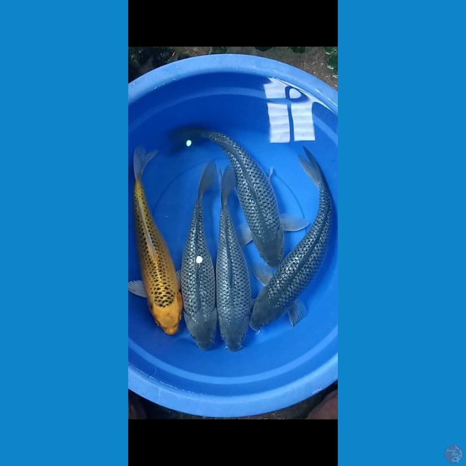 Mix jumbo" 5 ekor