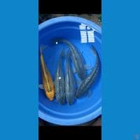 Mix jumbo" 5 ekor
