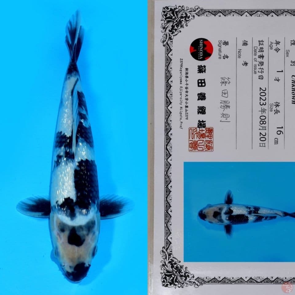 SHINODA SHIRO GINRIN HQ 28CM