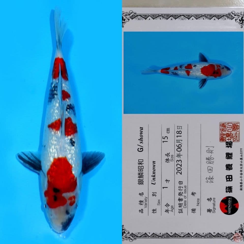 SHINODA SHOWA GINRIN HQ 26CM