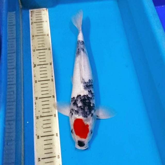 Tancho showa tategoi male 