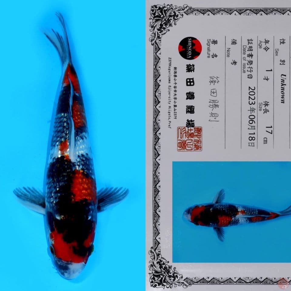 SHINODA SHOWA GINRIN HQ 26CM