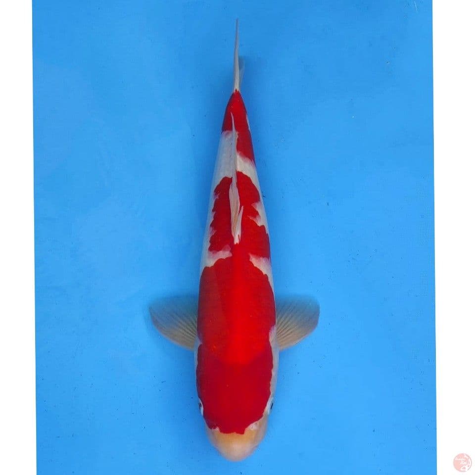 Kohaku import non serti 