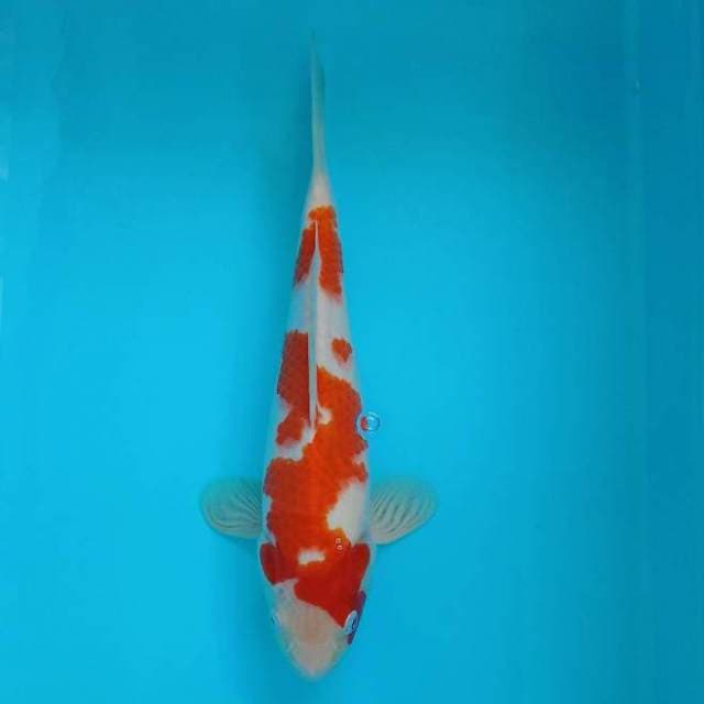 Kohaku 28 cm