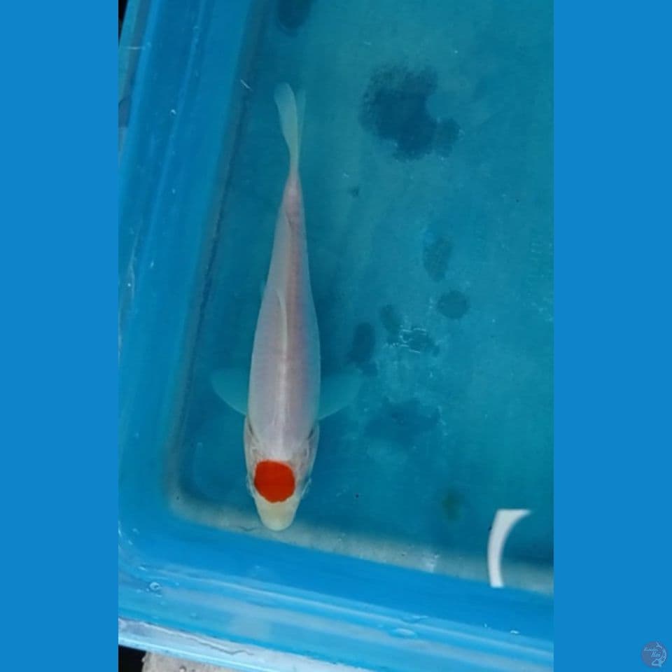 bahan tancho doit 12cm