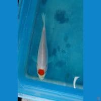 bahan tancho doit 12cm