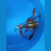 slayer 9ekor 15-18cm