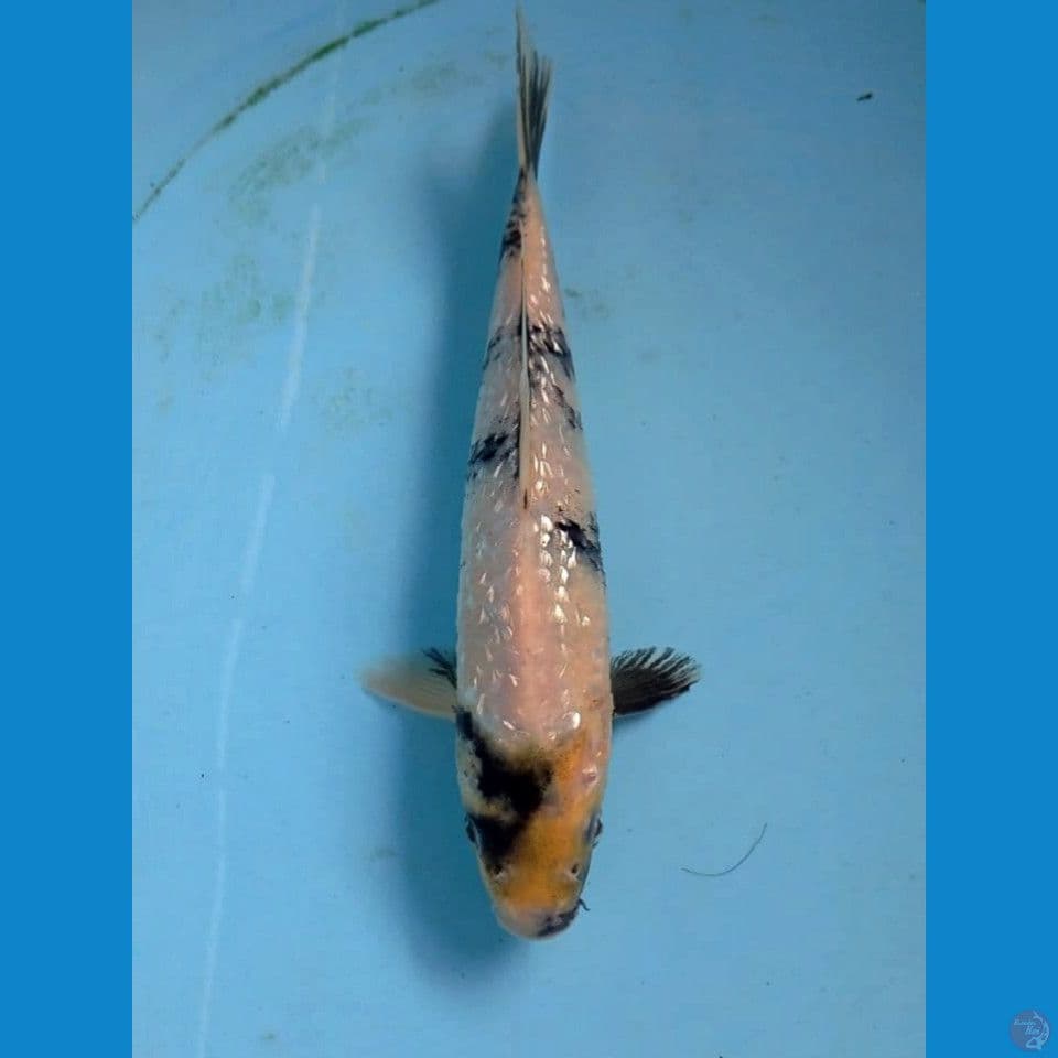 shiro ginrin, 22 cm