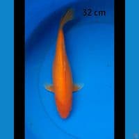 Benigoi 32 cm