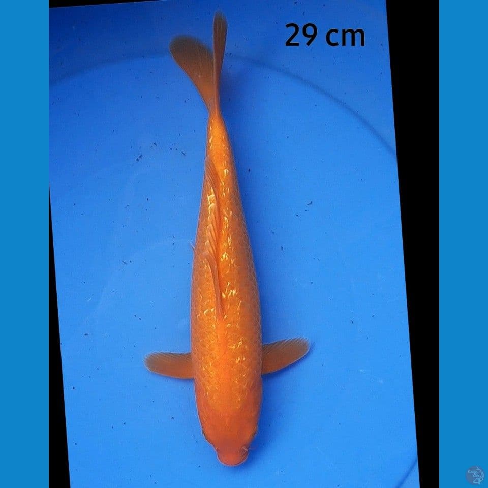 Benigoi ginrin 29 cm