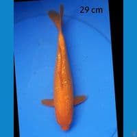 Benigoi ginrin 29 cm
