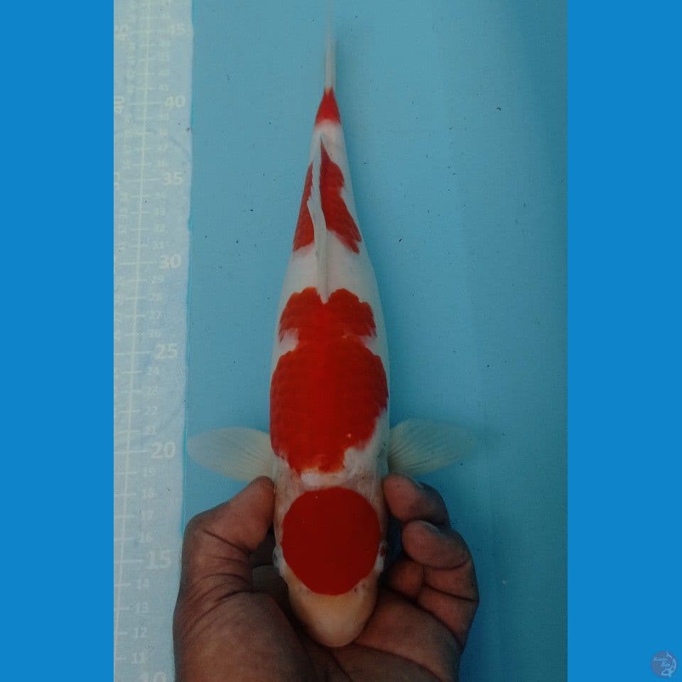 maruten kohaku 34