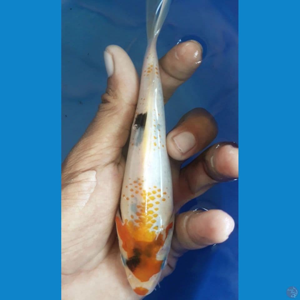 showa kanoko 15cm