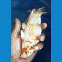 kanoko hariwake 20cm RARE