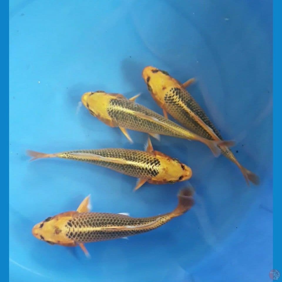 kin matsuba 15-16cm