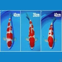 All male 35 40cm