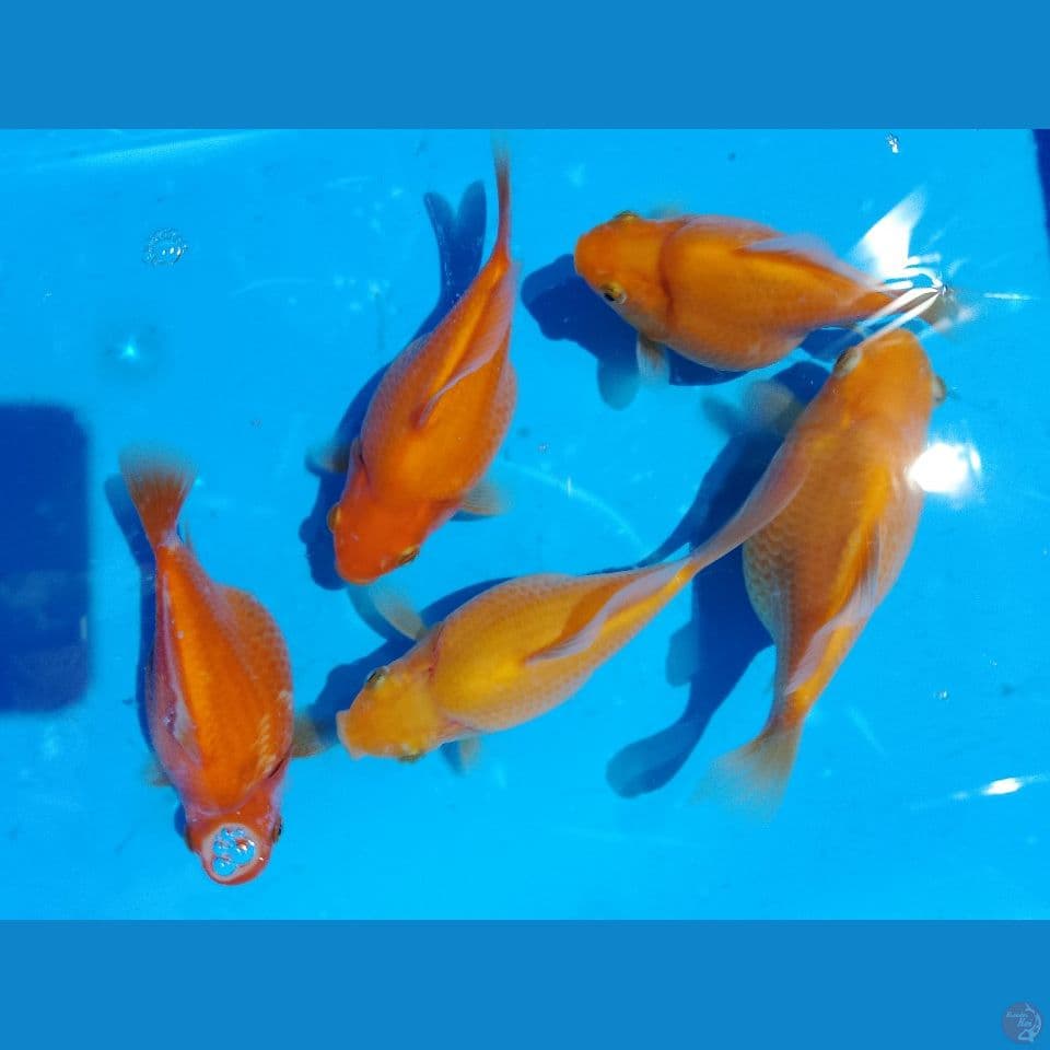 tamasba shot taill 12 14 cm bulkiy2