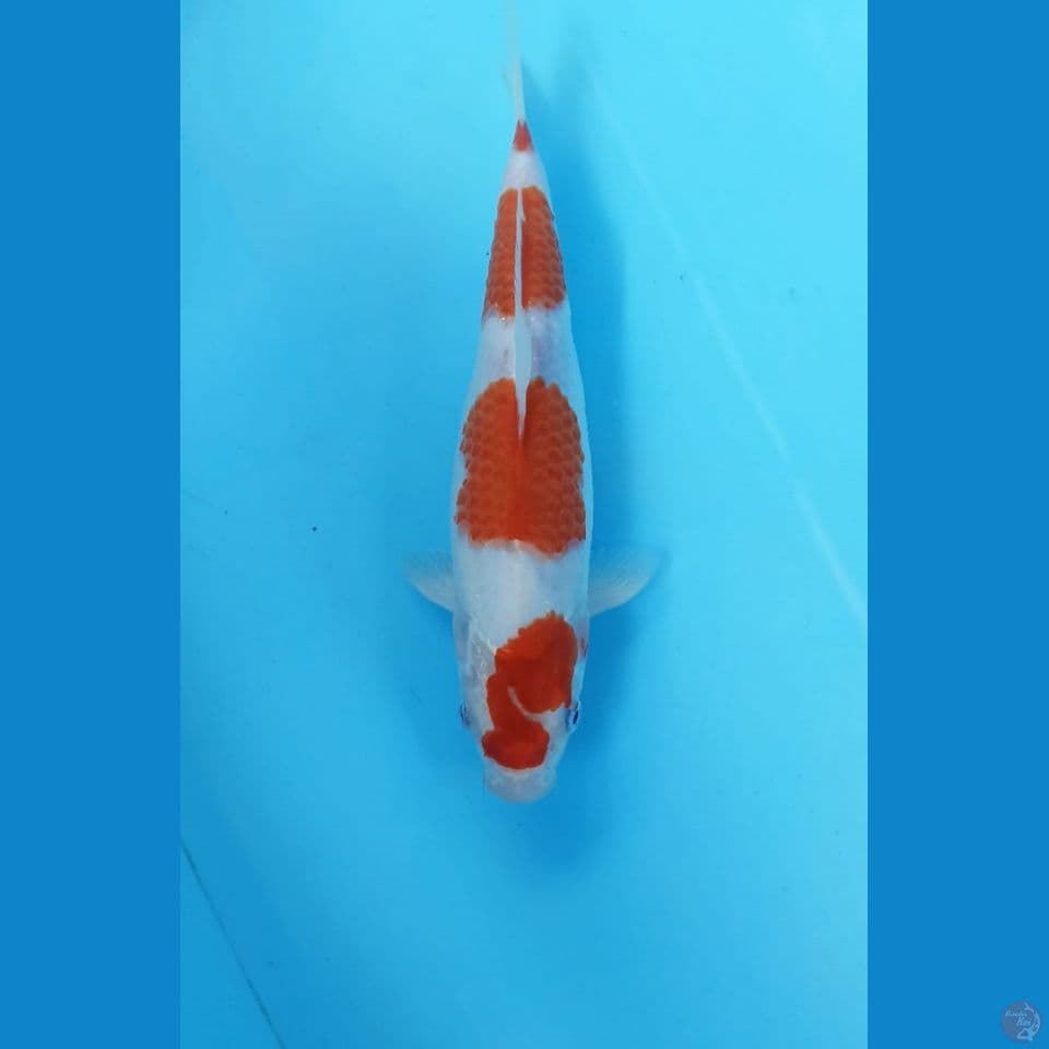 Kohaku 25cm