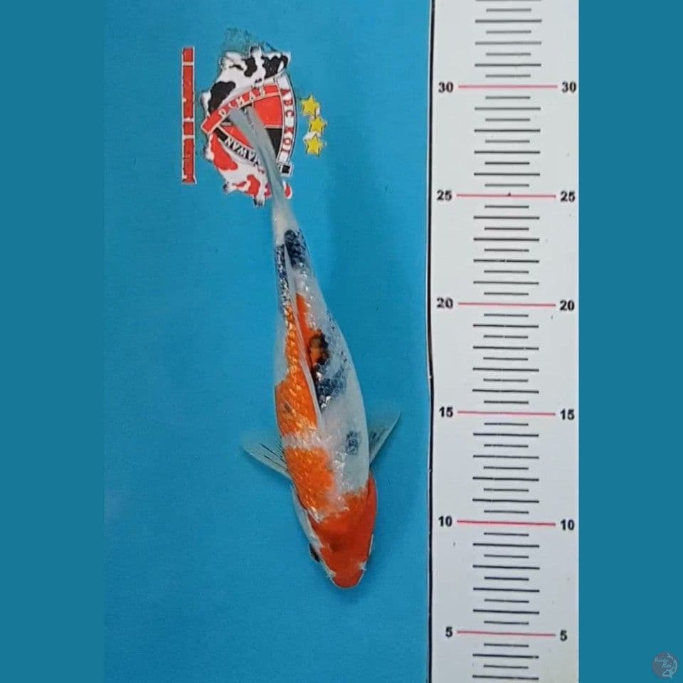 Showa Ginrin 25 cm 