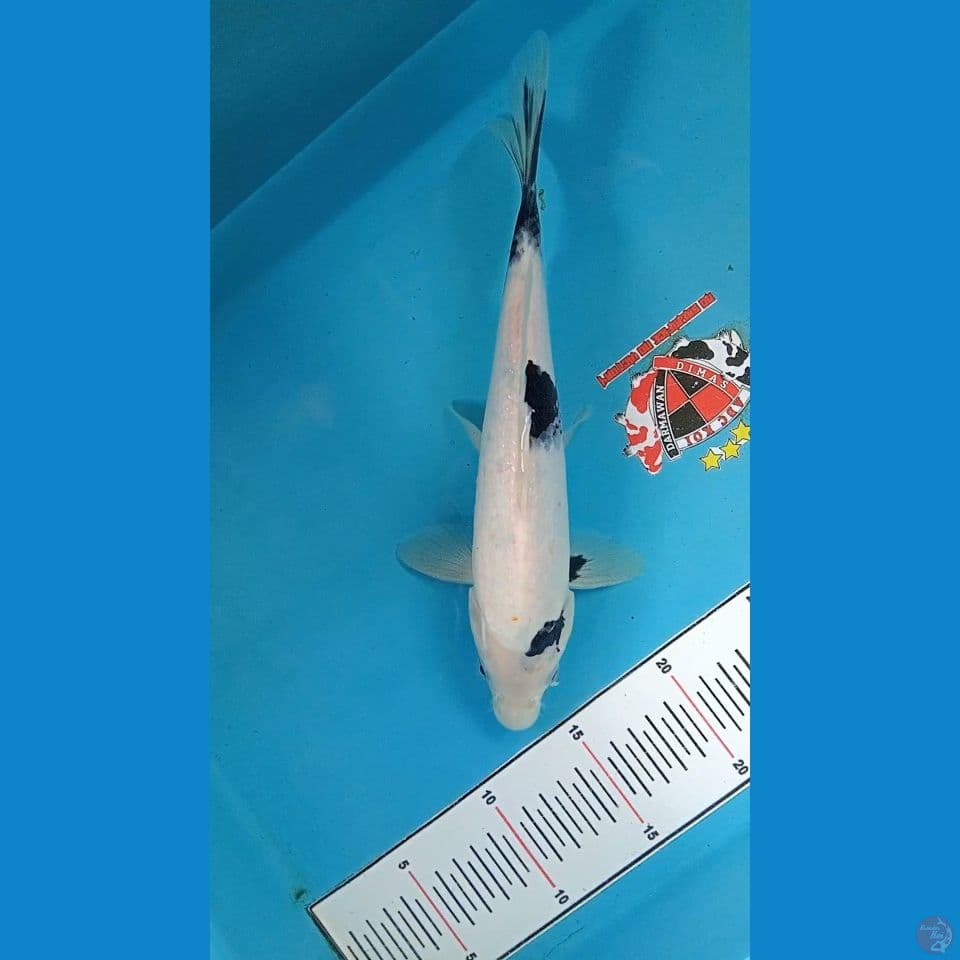 Shiro Utsuri Tategoi 25 cm 