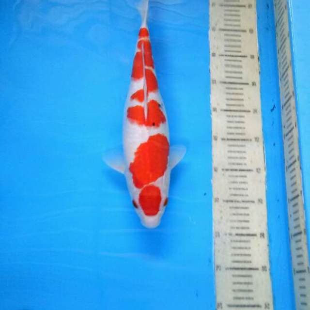 Godan Taisho Sanshoku