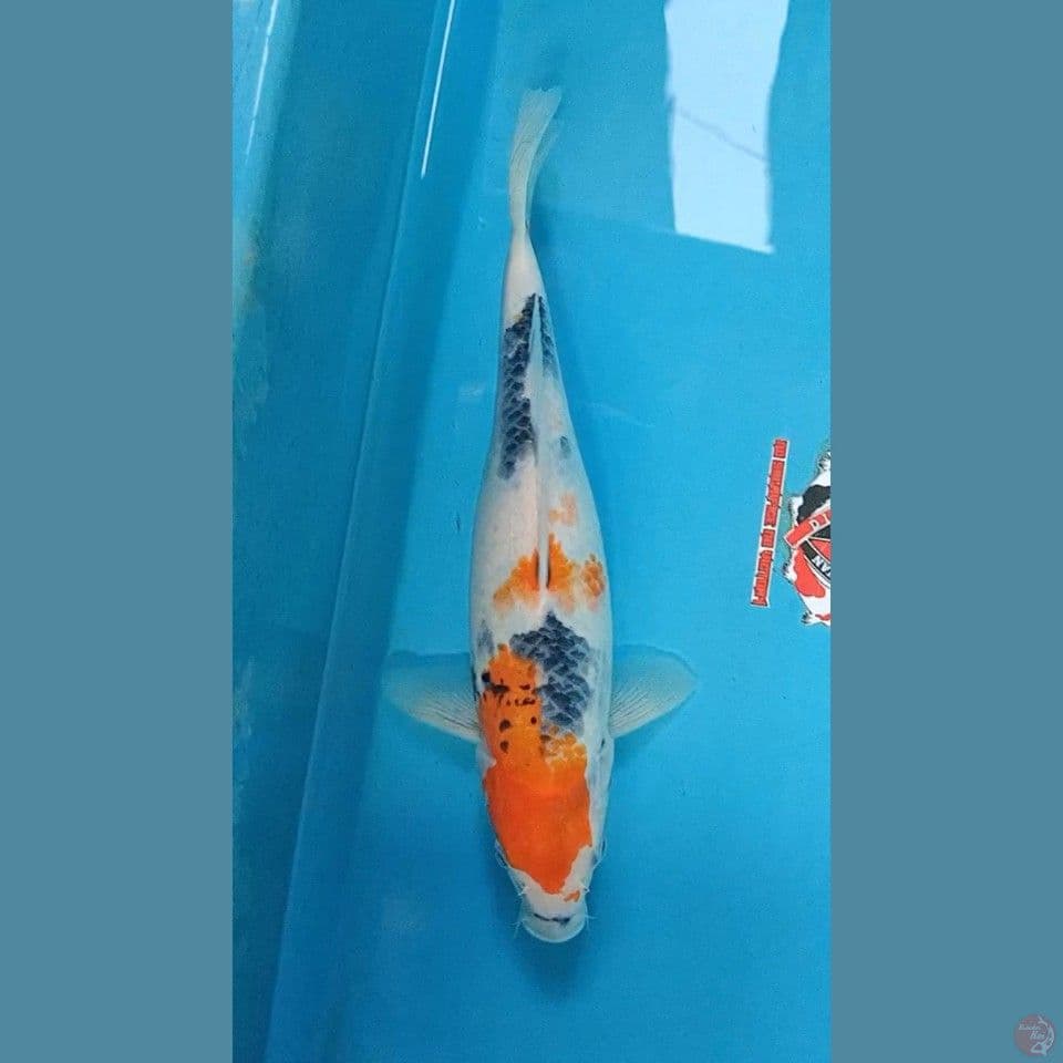 Showa Tategoi 28 cm