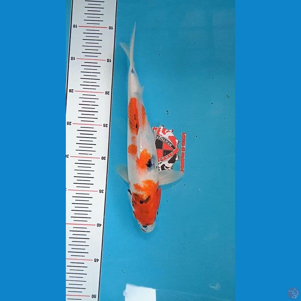 Showa Tategoi 27 cm 