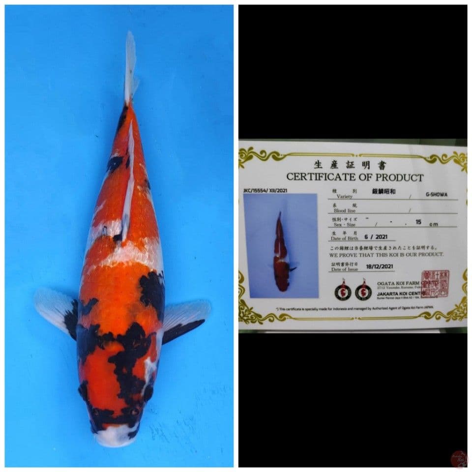 Ogata Showa Ginrin 