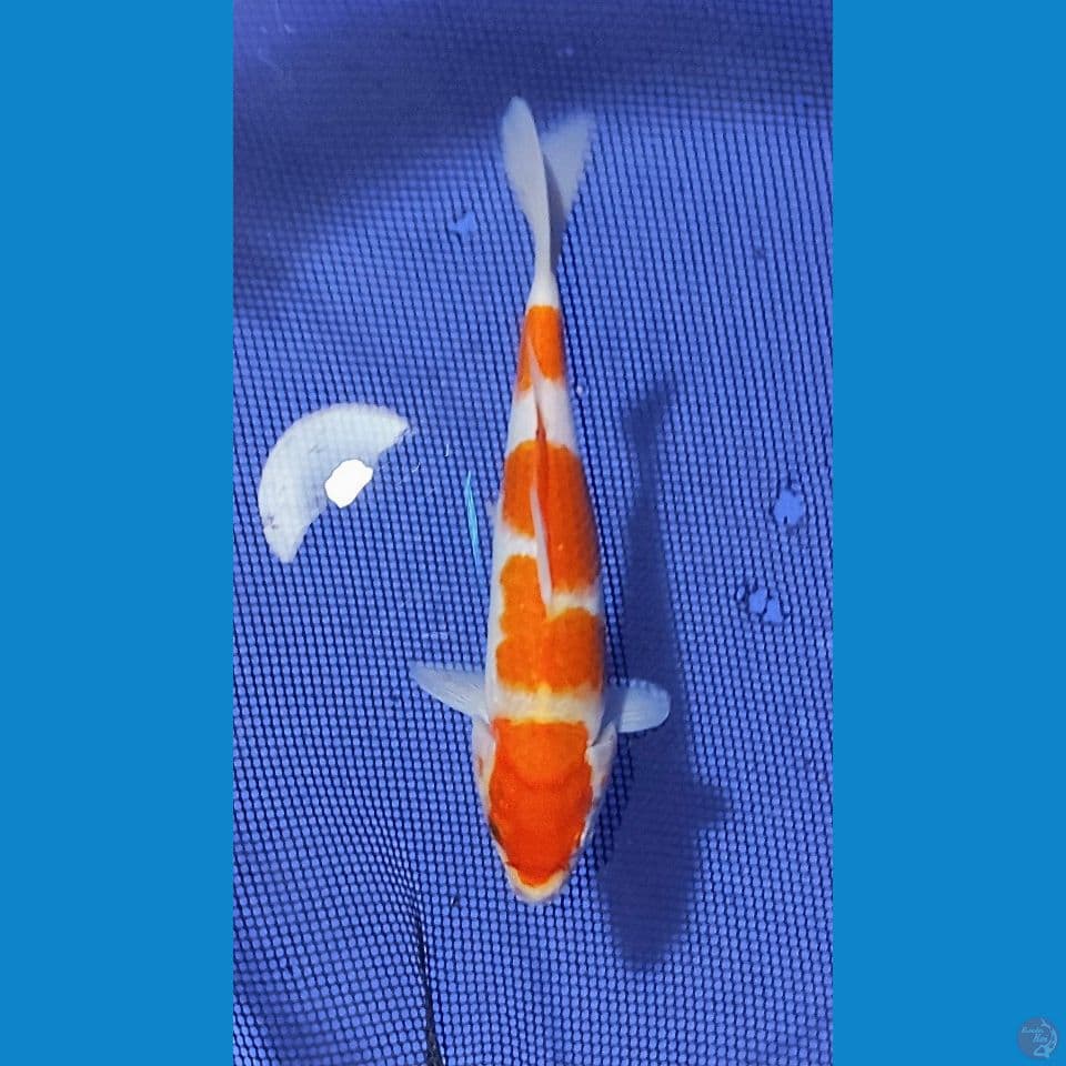 25cm