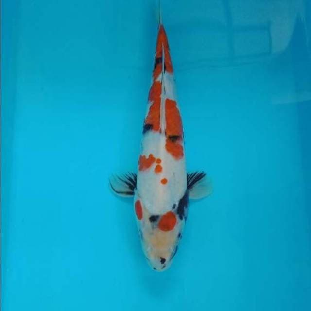 Showa 30 cm