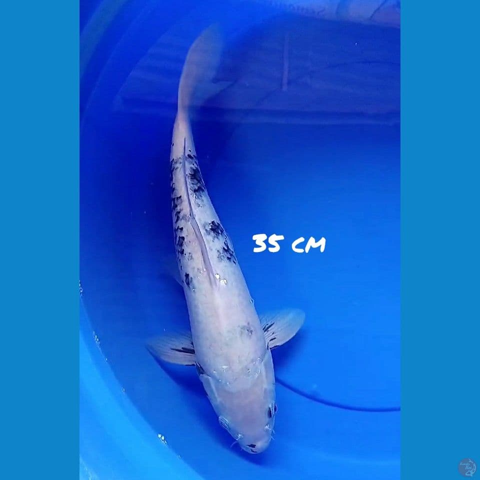 35CM MATSUKAWABAKE