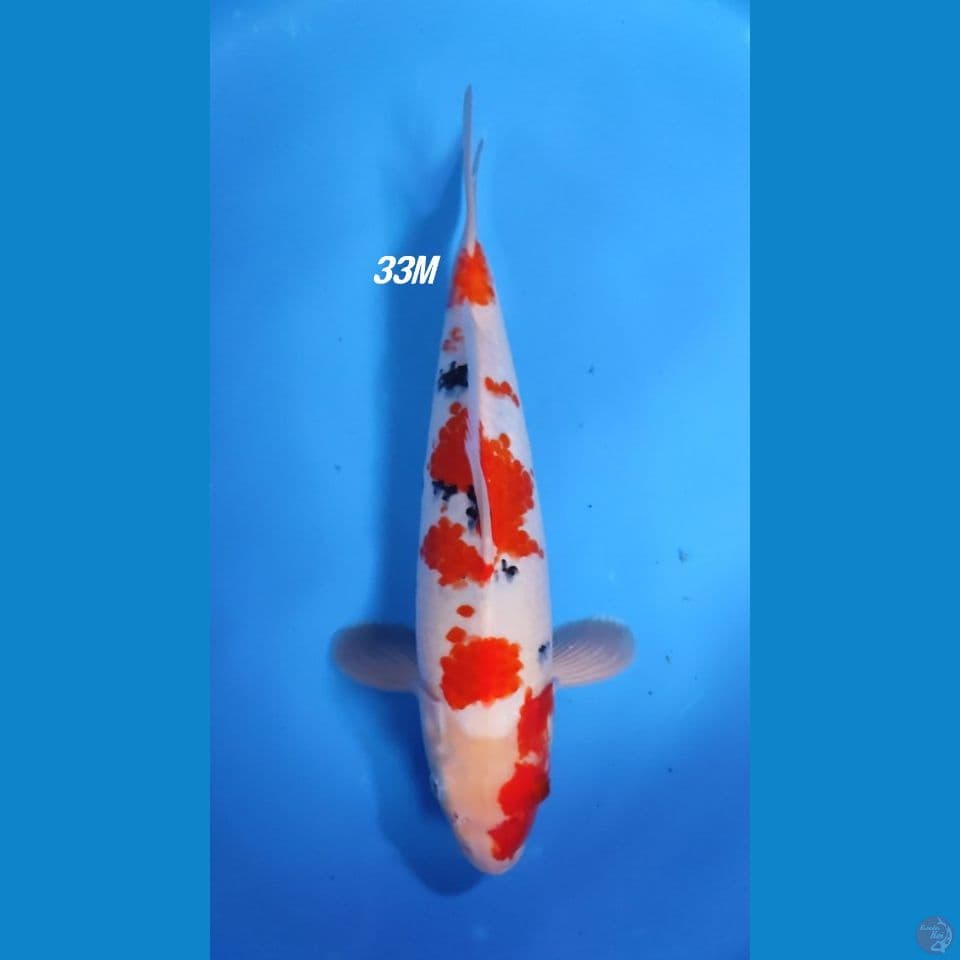 SANKE ORI 33 CM