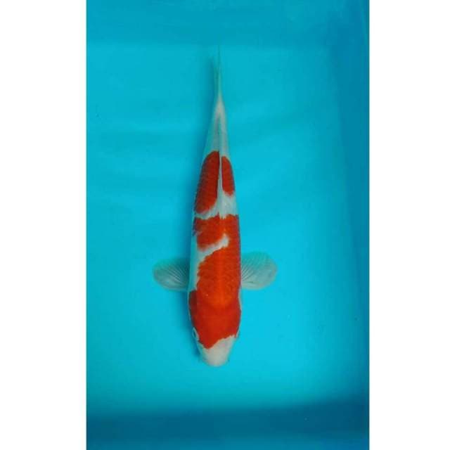 Kohaku 28 cm
