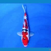 sanke doit ori 20 cm 