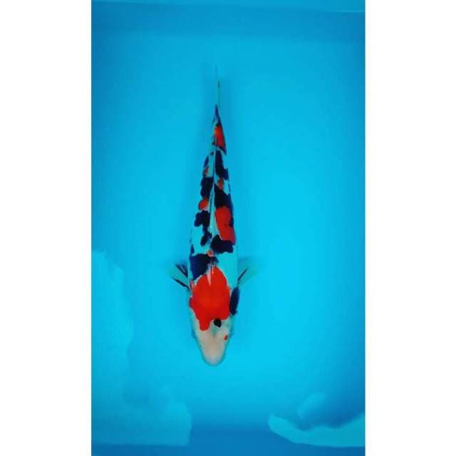 Sanke doitsu 28 cm