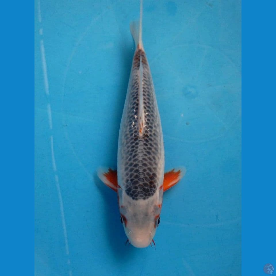 asagi, 24 cm