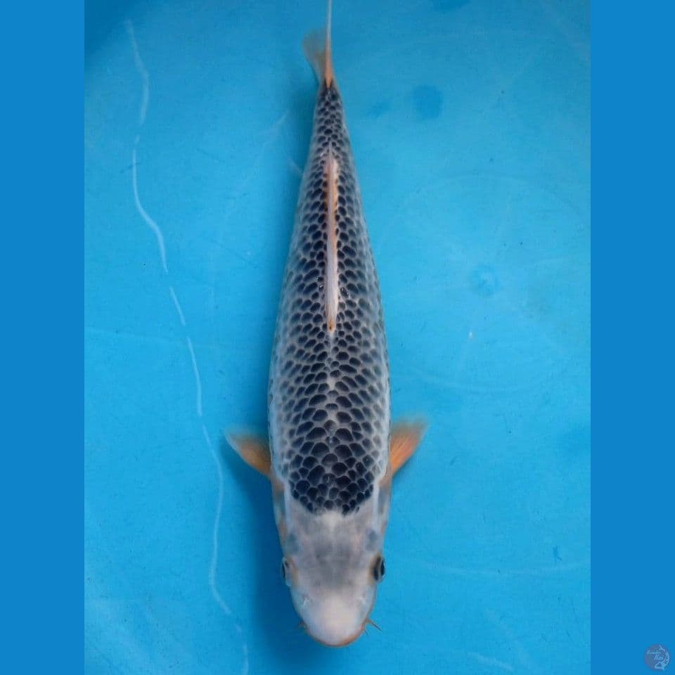 asagi, 31 cm