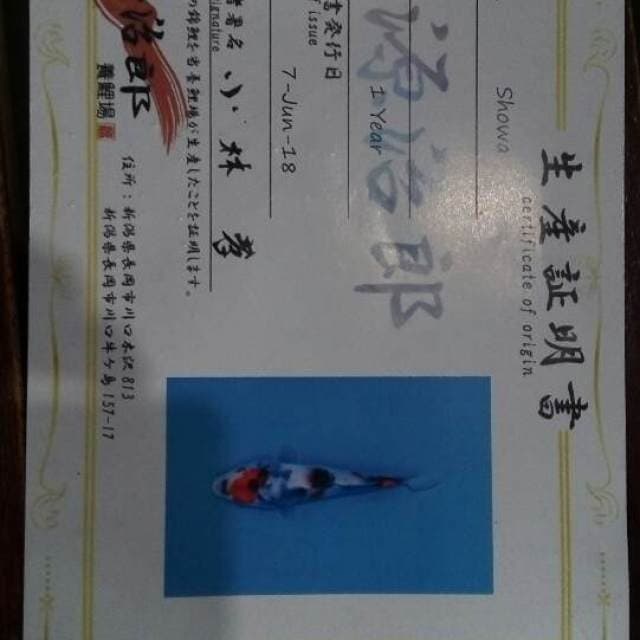Showa Genjiro