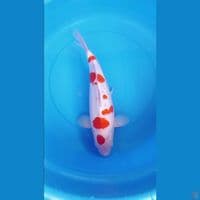 KOHAKU AKF 45 CM MALE