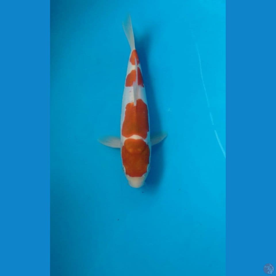 kohaku doitsu 24cm