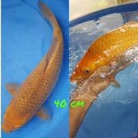 caramel jumbo 40cm f