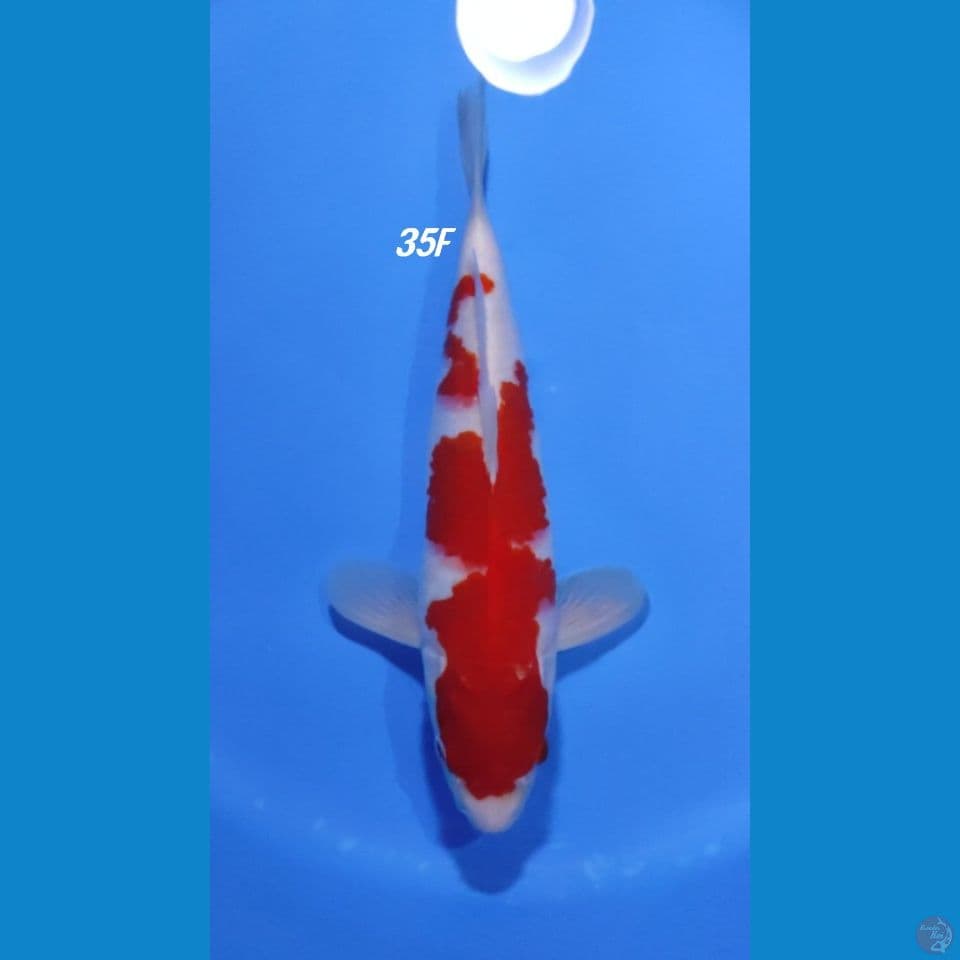 KOHAKU STRONG 35CM