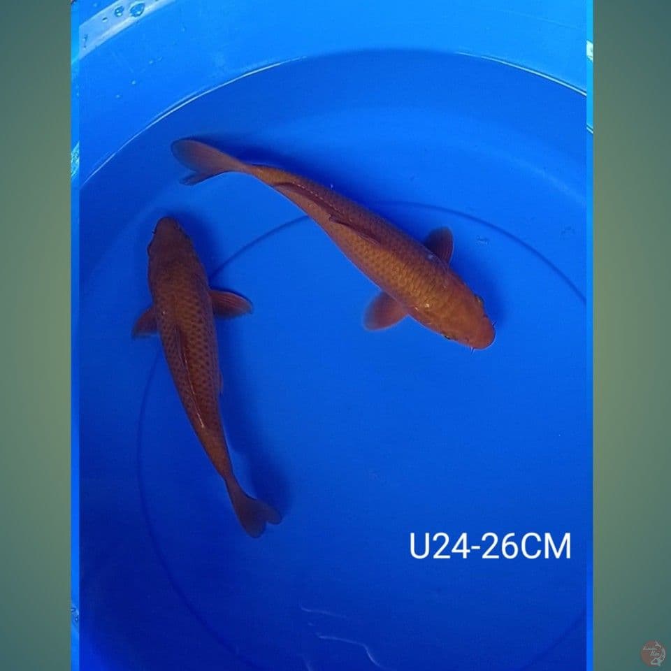 COGOI 24-26CM